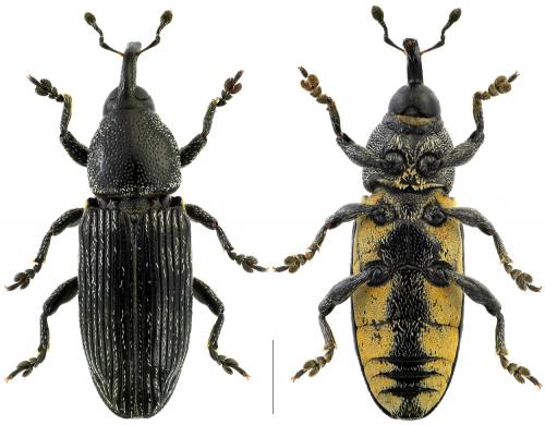 Limnobaris dolorosa