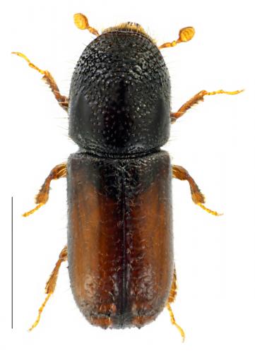 Réf. 102 623 : Pityogenes chalcographus