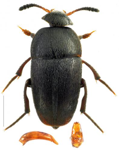 Ptomaphagus subvillosus
