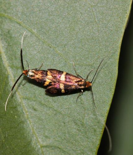Adela croesella
