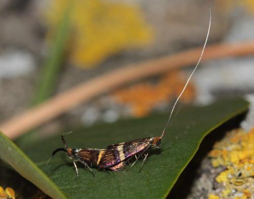 Adela croesella