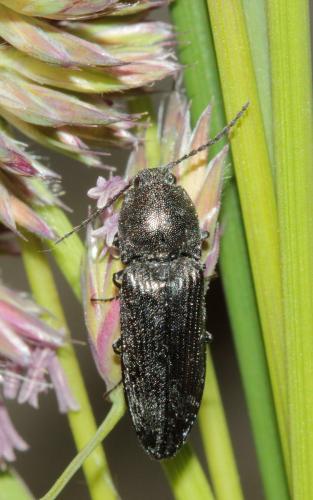 Réf. 102 172 : Cidnopus pilosus