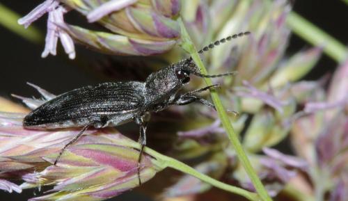 Cidnopus pilosus