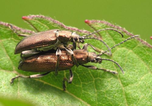 Réf. 102 434 : Plateumaris consimilis