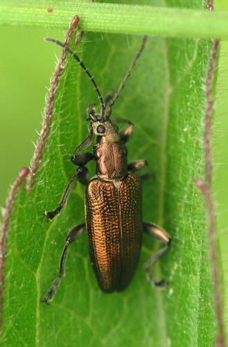 Plateumaris consimilis