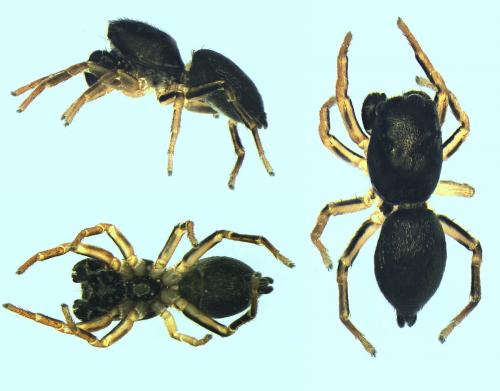 Réf. 102 518 : Heliophanus dampfi