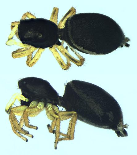 Réf. 102 519 : Heliophanus dampfi