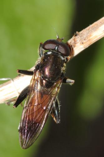 Xylota segnis
