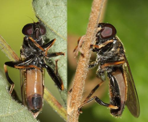 Réf. 102 540 : Xylota segnis