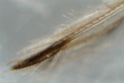 Sigara lateralis