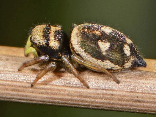 Réf. 102 396 : Heliophanus sp.