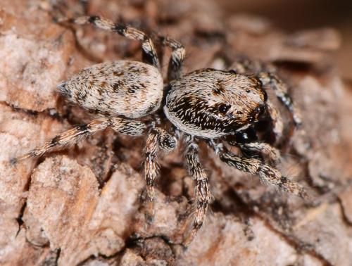 Réf. 102 192 : Salticus sp.