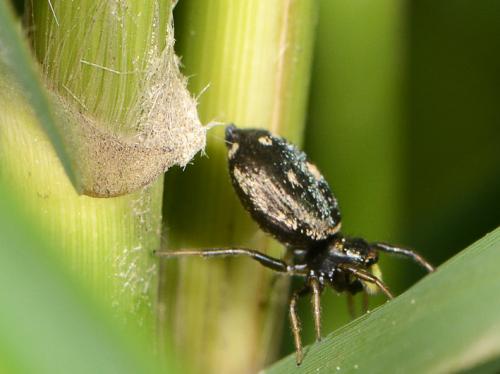 Réf. 102 913 : Heliophanus sp.