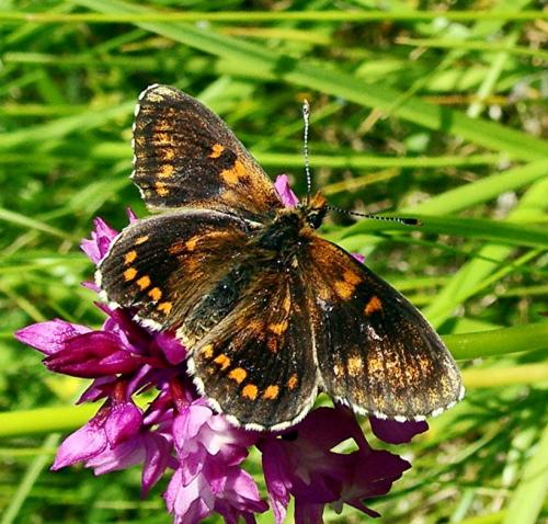 Melitaea sp.