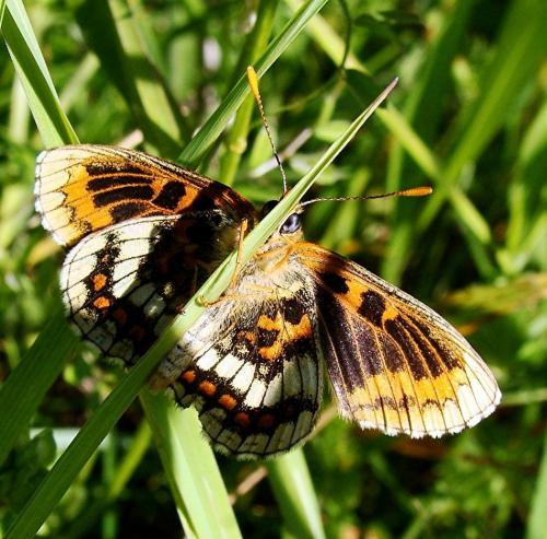 Melitaea sp.