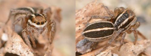 Phlegra bresnieri