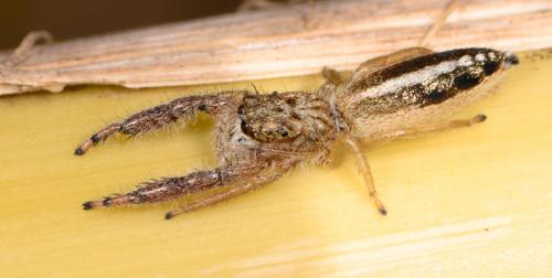 Réf. 102 068 : Mendoza canestrinii