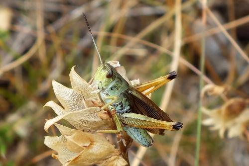 Réf. 102 409 : Stauroderus scalaris scalaris