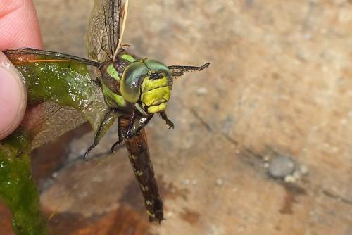 Aeshna cyanea