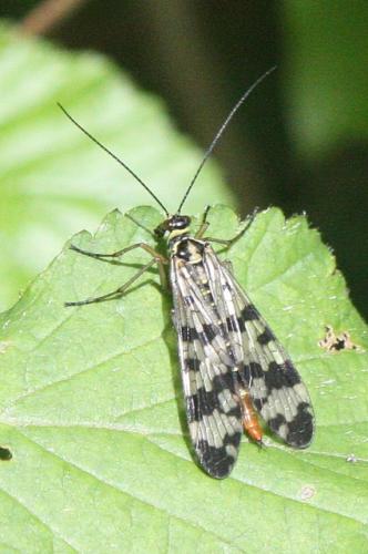 Panorpa vulgaris