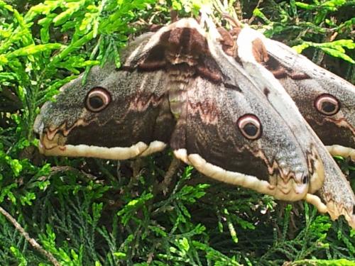 Saturnia pyri