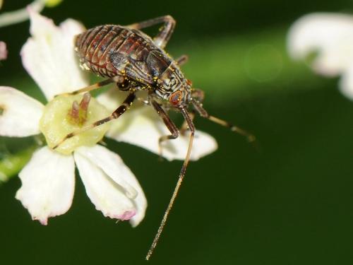 Réf. 102 252 : Mermitelocerus schmidtii