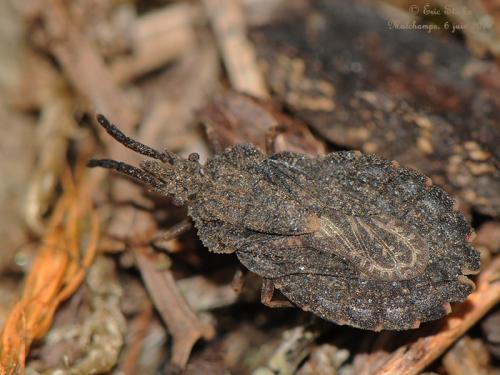 Aradus betulinus