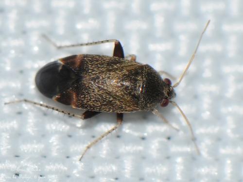 Réf. 102 627 : Psallus perrisi