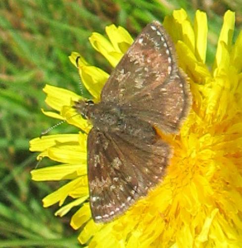 Erynnis tages