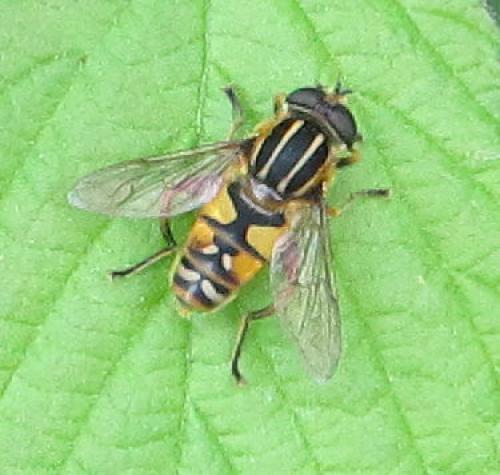 Réf. 102 797 : Helophilus pendulus