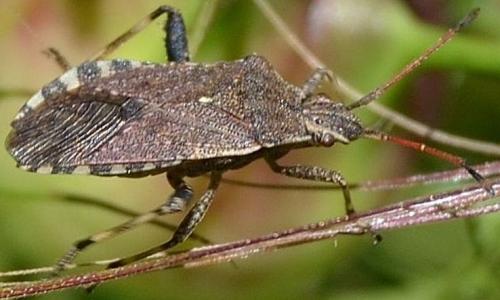 Ceraleptus gracilicornis