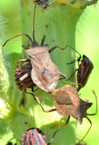 Coreus marginatus