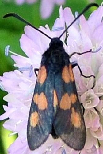 Zygaena trifolii