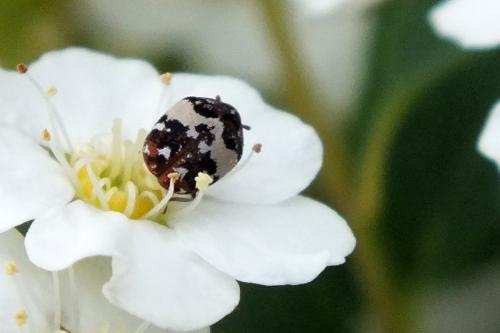 Anthrenus pimpinellae