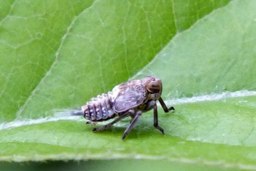 Issus sp.