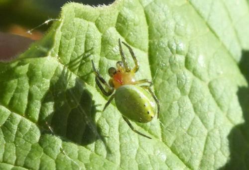 Araniella sp.