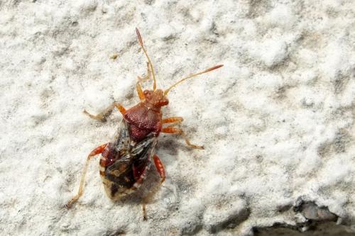 Réf. 102 114 : Rhopalus subrufus