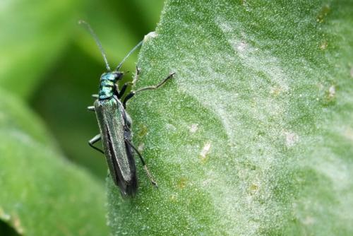 Oedemera nobilis