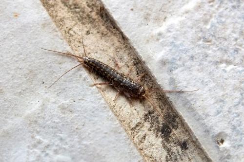 Ctenolepisma lineata