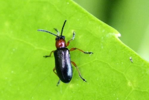 Oulema sp.