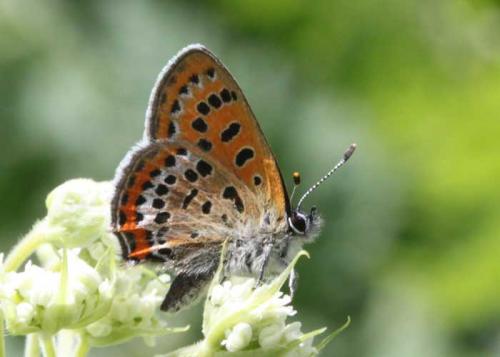 Lycaena helle