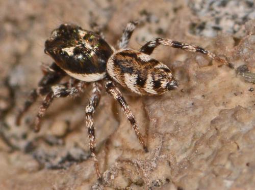 Réf. 102 296 : Salticus sp.