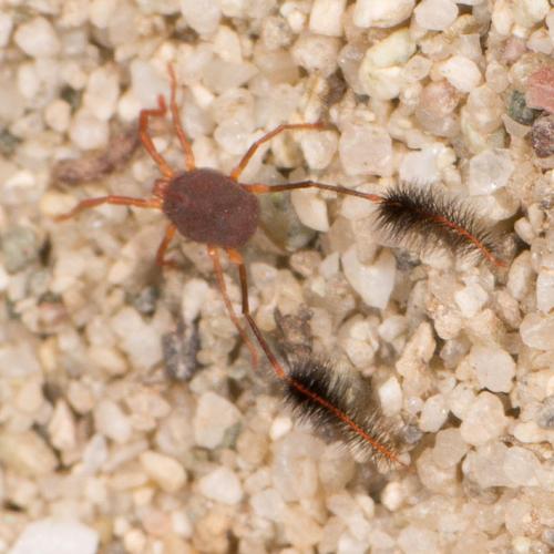 Eatoniana plumipes