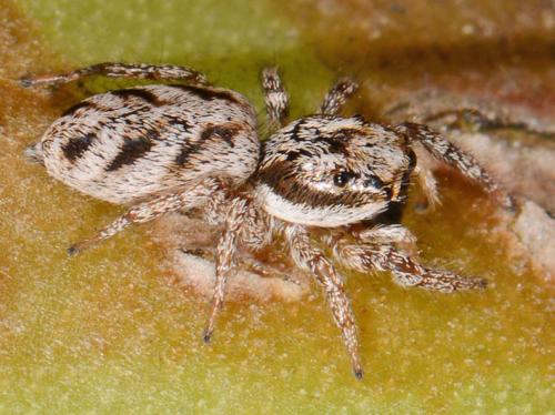 Réf. 102 295 : Salticus sp.