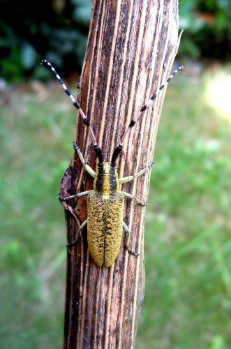 Réf. 102 560 : Agapanthia sicula malmerendii