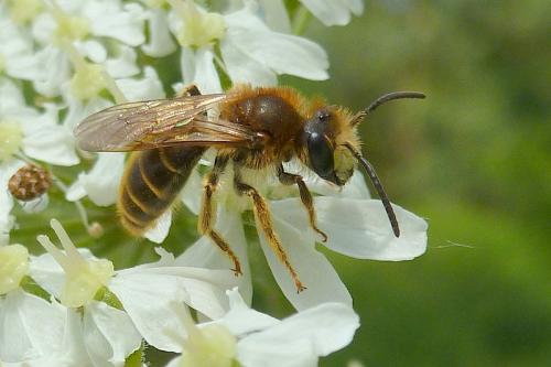 Réf. 102 300 : Andrena sp.
