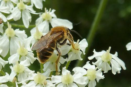 Andrena sp.