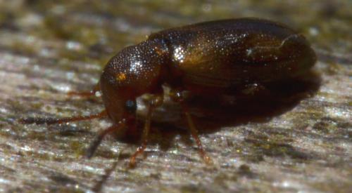 Lissodema denticolle