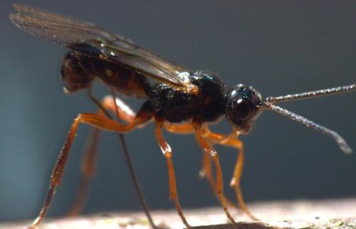Réf. 102 611 : Helconinae inconnu
