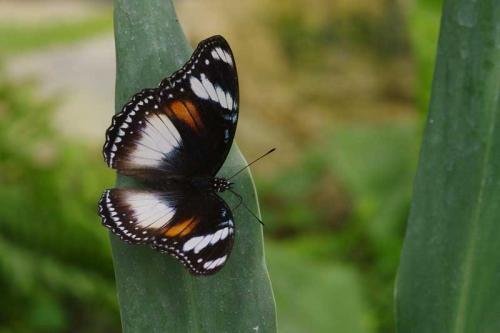 Hypolimnas bolina